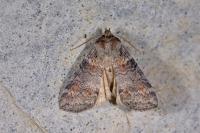 Cymatophorina diluta
