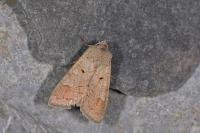 Ammoconia caecimacula