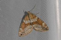 Thera obeliscata