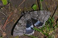 Catocala fraxini