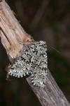 Griposia aprilina