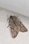 Lithophane leautieri