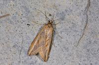 Chesias legatella
