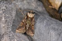 Allophyes oxyacanthae