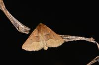 Crocallis tusciaria