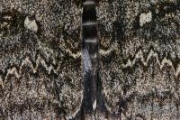 Catocala fraxini