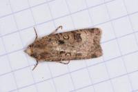 Agrotis trux