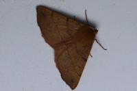 Colotois pennaria