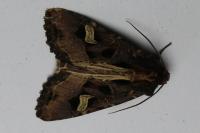 Trigonophora flammea