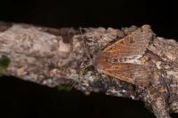 Anchoscelis lunosa