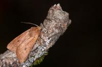Leptologia macilenta