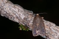 Amphipyra tragopoginis