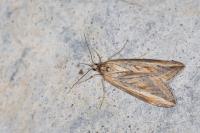 Chesias legatella
