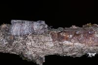Cymatophorina diluta