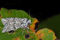 Griposia aprilina