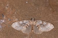 Nothocasis sertata