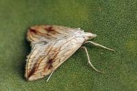 Evergestis forficalis