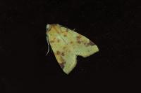 Cirrhia icteritia