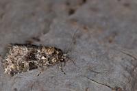 Callopistria latreillei