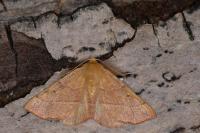 Colotois pennaria