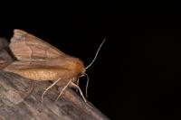 Crocallis tusciaria
