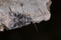 Dichonia convergens