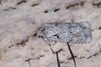Lithophane ornitopus