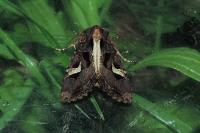 Trigonophora flammea