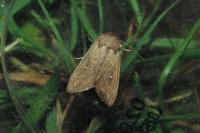 Mythimna albipuncta