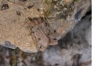 Anchoscelis litura