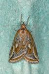 Chesias legatella