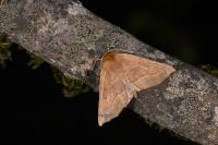 Crocallis tusciaria