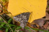 Dryobotodes eremita
