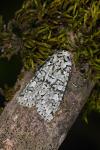 Griposia aprilina