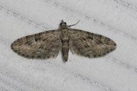 Eupithecia pusillata