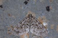 Nothocasis sertata