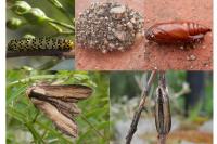 Cucullia scrophulariae