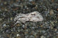 Asteroscopus sphinx
