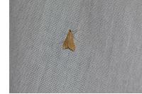 Antigastra catalaunalis