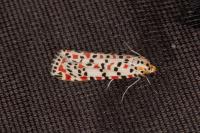 Utetheisa pulchella