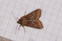 Helicoverpa armigera