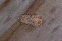 Caradrina clavipalpis