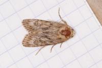 Aporophyla australis