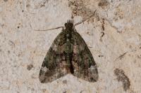 Chloroclysta siterata