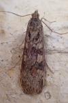 Nomophila noctuella