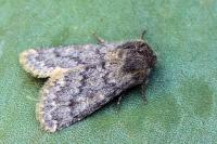 Dasypolia templi