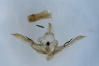 Conistra gallica