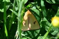 Diacrisia sannio