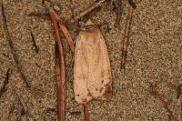 Noctua pronuba