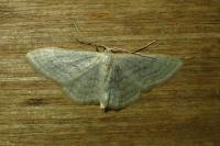 Idaea subsericeata